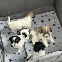 Abby, a female Havanese for sale in Huntsville, AR – Photo 3 of 4