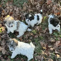 Abby, a female Havanese for sale in Huntsville, AR – Photo 2 of 4