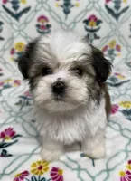 Bliss (AKC), a female Havanese for sale in Huntsville, AR – 2 of 4