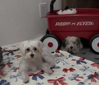 Adaline (AKC), a female Havanese for sale in Huntsville, AR – 2 of 4