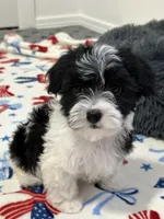 Francis, a female Havanese for sale in Huntsville, AR – 5 of 6