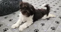 Milo, a male Havanese for sale in Huntsville, AR – 3 of 3