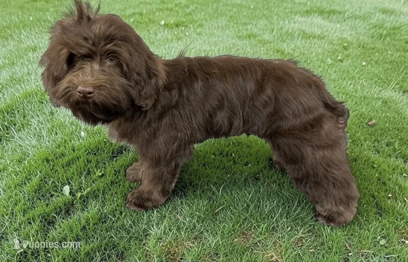 Twist – Havanese puppy for sale in Huntsville, AR