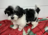 AKC Holly, a female Havanese for sale in Huntsville, AR – Photo 6 of 10