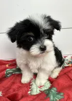 AKC Holly, a female Havanese for sale in Huntsville, AR – Photo 3 of 10