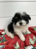 AKC Holly, a female Havanese for sale in Huntsville, AR – Photo 10 of 10