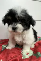 AKC Holly, a female Havanese for sale in Huntsville, AR – Photo 8 of 10