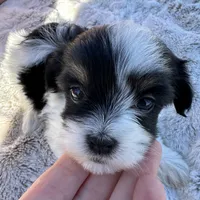 AKC Holly, a female Havanese for sale in Huntsville, AR – Photo 4 of 10