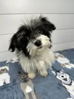 AKC Holly, a female Havanese for sale in Huntsville, AR – Photo 2 of 10