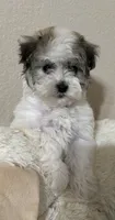 Dylan, a male Havanese for sale in Huntsville, AR – 3 of 5