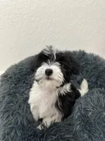 Francis, a female Havanese for sale in Huntsville, AR – 3 of 6