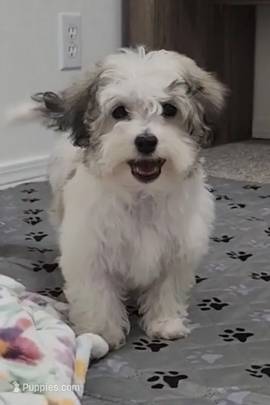 Dylan – Havanese puppy for sale in Huntsville, AR