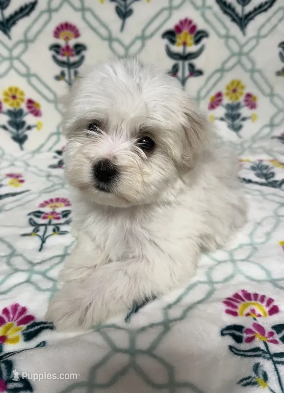 Adaline (AKC) – Havanese puppy for sale in Huntsville, AR
