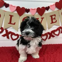 Hank, a male Havanese for sale in Huntsville, AR – Photo 3 of 3