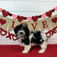 Hank, a male Havanese for sale in Huntsville, AR – Photo 1 of 3