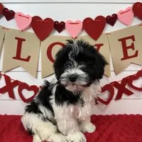 Hank, a male Havanese for sale in Huntsville, AR – Photo 2 of 3