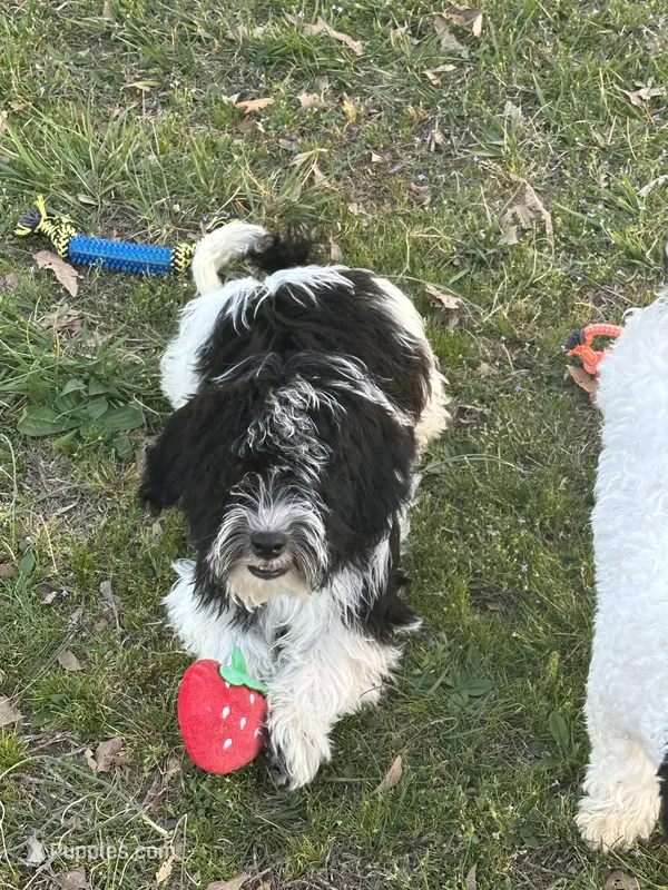 Hank – Havanese puppy for sale in Huntsville, AR