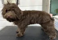 Twist, a male Havanese for sale in Huntsville, AR – 5 of 5
