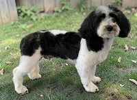 Ralph (AKC) , a male Havanese for sale in Huntsville, AR – 2 of 2