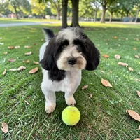 Ralph (AKC) , a male Havanese for sale in Huntsville, AR – 1 of 2