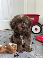 Arlo, a male Havanese for sale in Huntsville, AR – 2 of 2