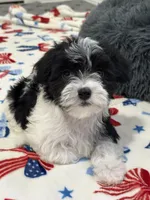 Francis, a female Havanese for sale in Huntsville, AR – 4 of 6