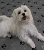 Adaline (AKC), a female Havanese for sale in Huntsville, AR – 3 of 4