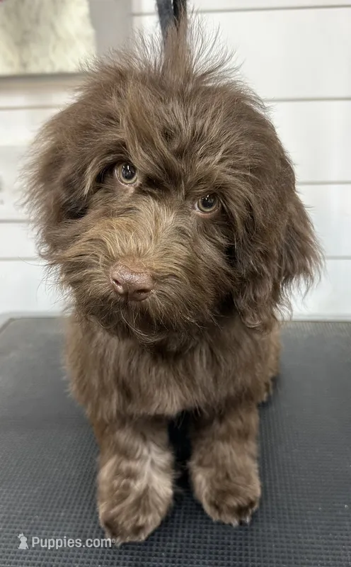 Twist – Havanese puppy for sale in Huntsville, AR