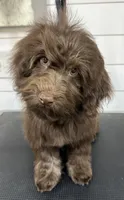 Twist, a male Havanese for sale in Huntsville, AR – 1 of 5