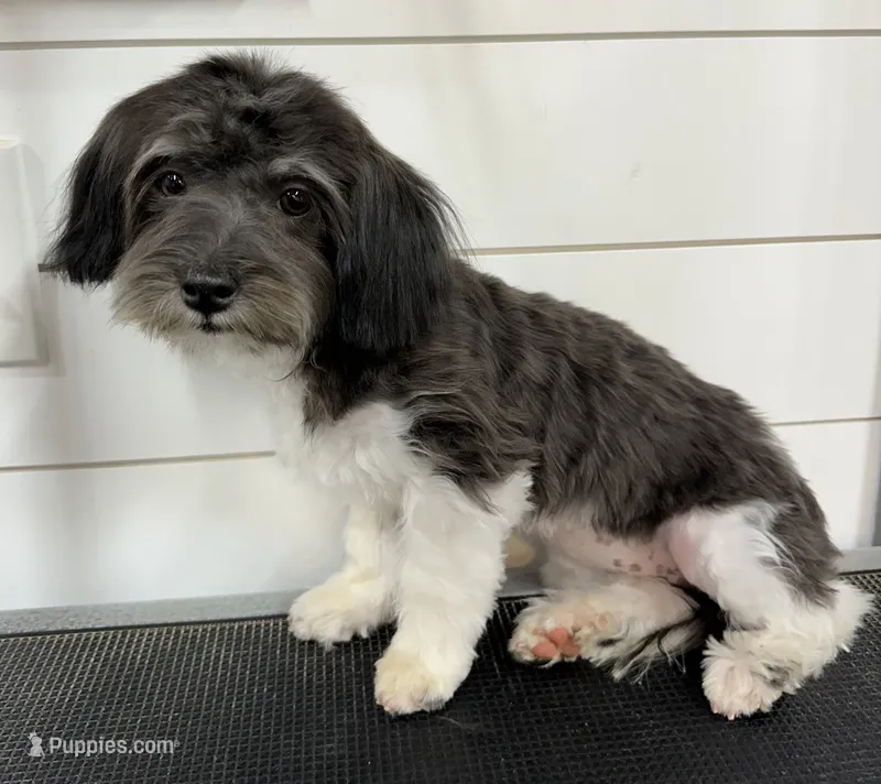 April  – Havanese puppy for sale in Huntsville, AR