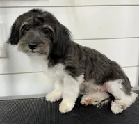 April , a female Havanese for sale in Huntsville, AR – 1 of 3