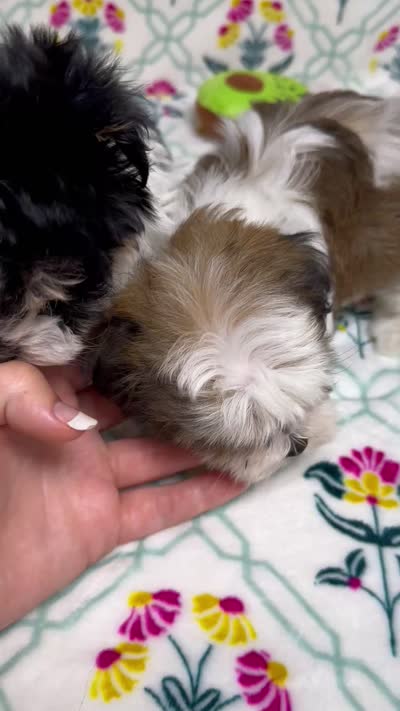 Cora (AKC), a female Havanese for sale in Huntsville, AR – 3 of 3