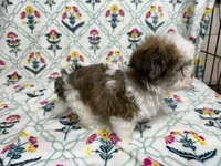 Bliss (AKC), a female Havanese for sale in Huntsville, AR – 3 of 4