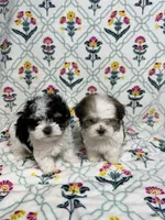 Cora (AKC), a female Havanese for sale in Huntsville, AR – 2 of 3