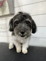 April , a female Havanese for sale in Huntsville, AR – 2 of 3