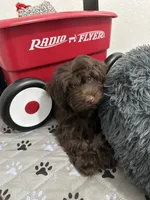 Twist, a male Havanese for sale in Huntsville, AR – 1 of 1