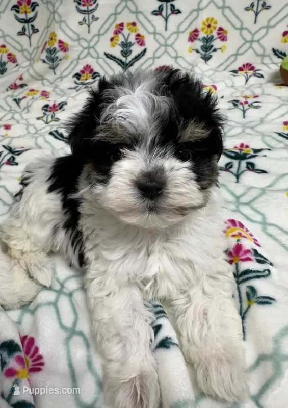 Cora (AKC) – Havanese puppy for sale in Huntsville, AR