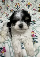 Cora (AKC), a female Havanese for sale in Huntsville, AR – 1 of 3