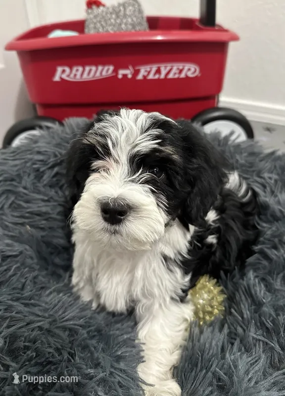 Blake – Havanese puppy for sale in Huntsville, AR