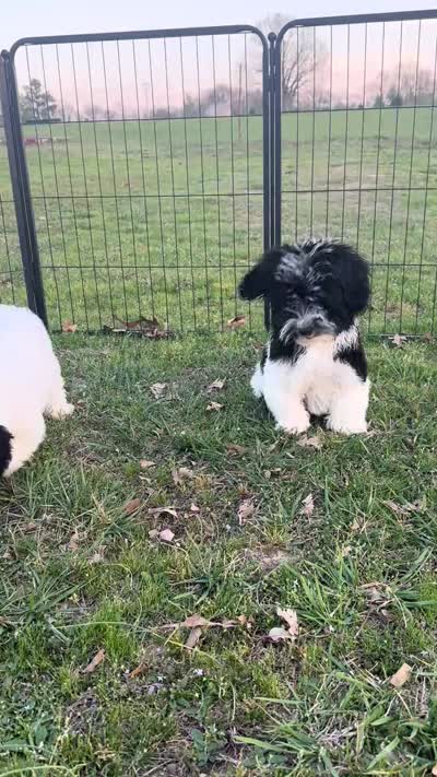 Hudson (AKC), a male Havanese for sale in Huntsville, AR – 3 of 3