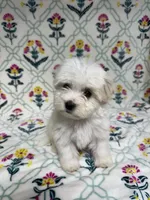 Adaline (AKC), a female Havanese for sale in Huntsville, AR – 2 of 4