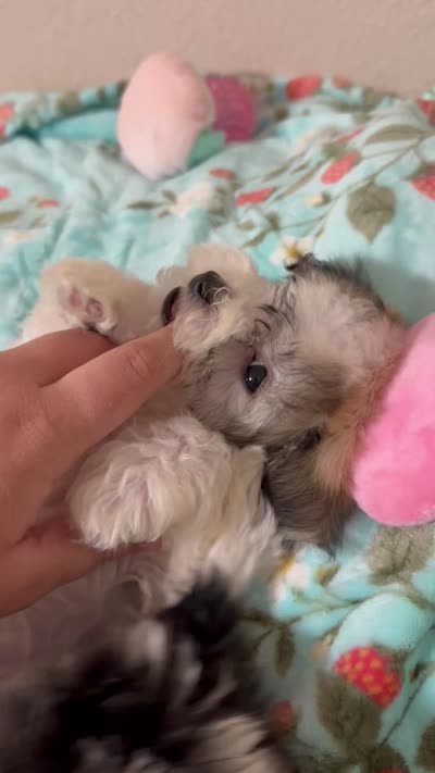 Dylan, a male Havanese for sale in Huntsville, AR – 5 of 5