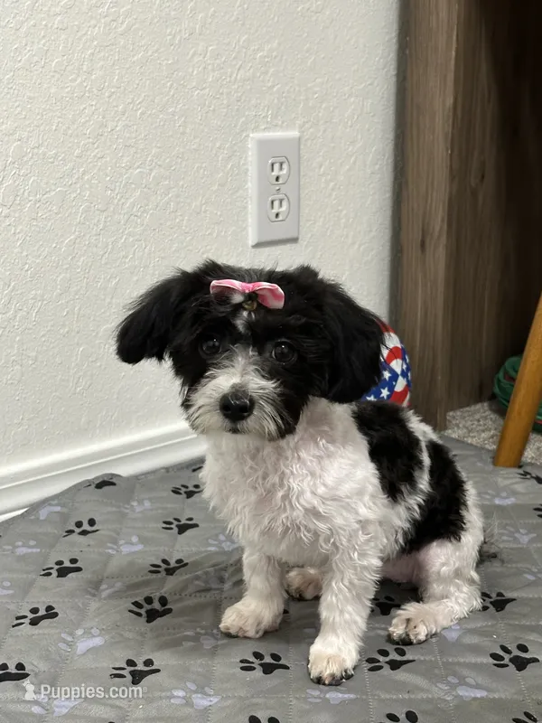 April  – Havanese puppy for sale in Huntsville, AR