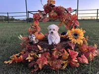 Theodore AKC, a male Havanese for sale in Huntsville, AR – Photo 1 of 8