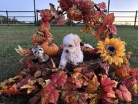 Theodore AKC, a male Havanese for sale in Huntsville, AR – Photo 4 of 8