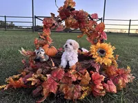 Theodore AKC, a male Havanese for sale in Huntsville, AR – Photo 5 of 8