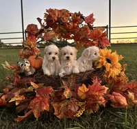 Theodore AKC, a male Havanese for sale in Huntsville, AR – Photo 3 of 8