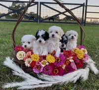 Theodore AKC, a male Havanese for sale in Huntsville, AR – Photo 6 of 8
