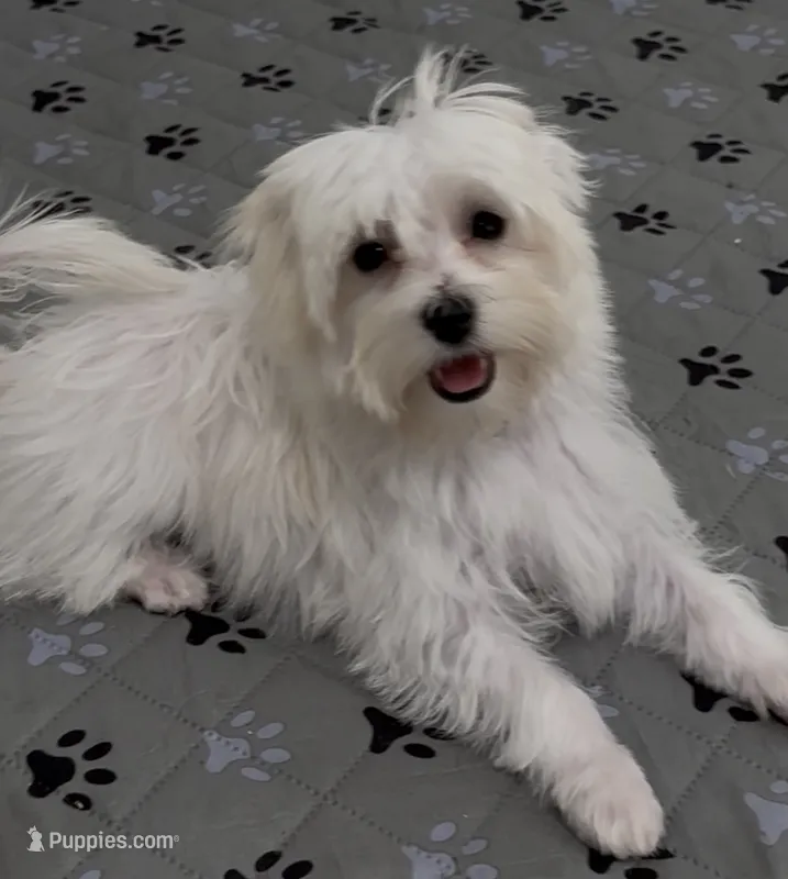 Adaline (AKC), a female Havanese for sale in Huntsville, AR – 1 of 4