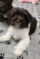 Milo, a male Havanese for sale in Huntsville, AR – 2 of 3